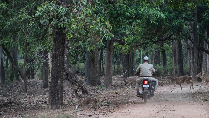 Forest in India